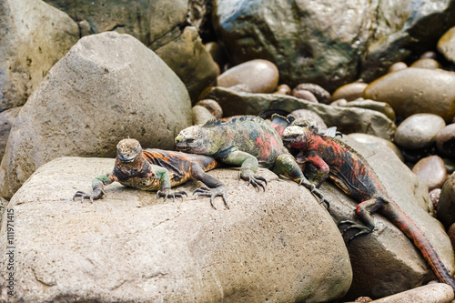 Lava lizard on Galapagos Islands photo