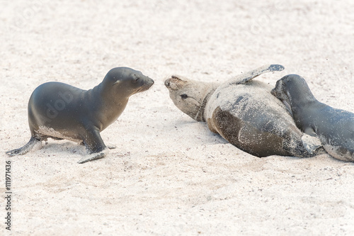 Sea Lion in Galapagos Islands