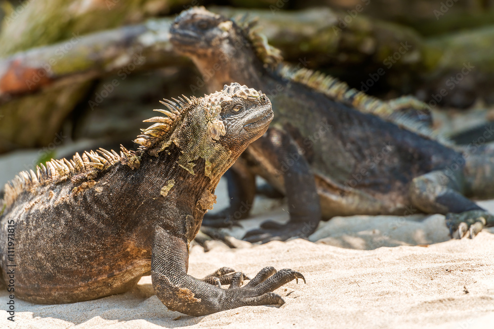 Marine Iguana on Galapagos Islands Marine Iguana on Galapagos Islands