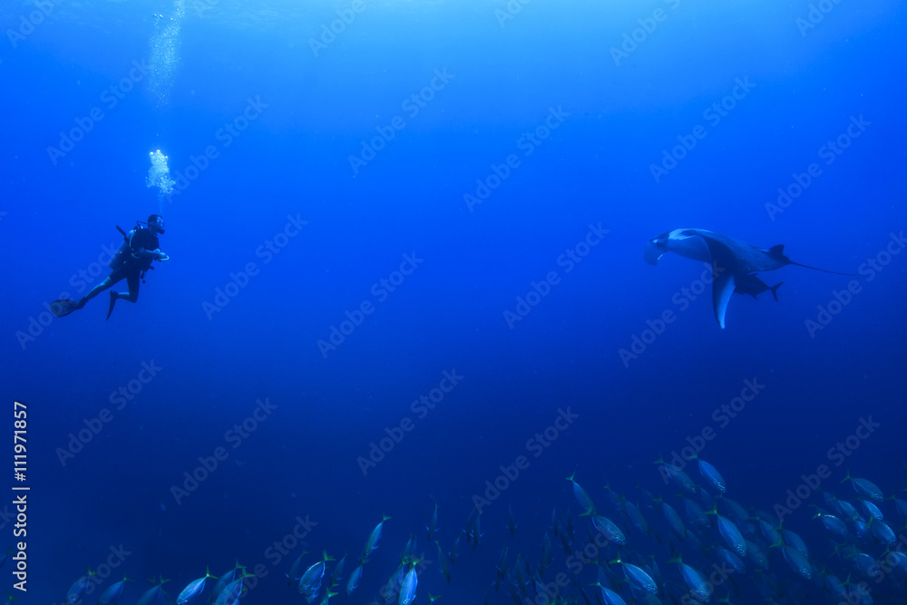 custom made wallpaper toronto digitalScuba diver and manta ray