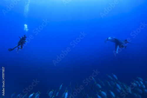 Wallpaper Mural Scuba diver and manta ray Torontodigital.ca