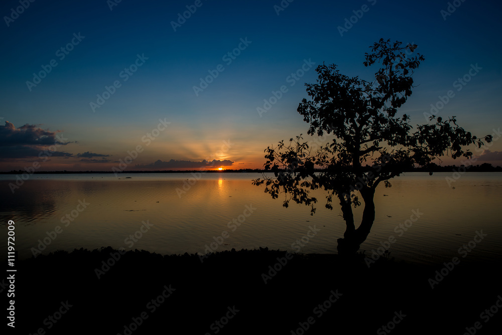 Silhouette of lonely tree against blue and golden background, sunset time