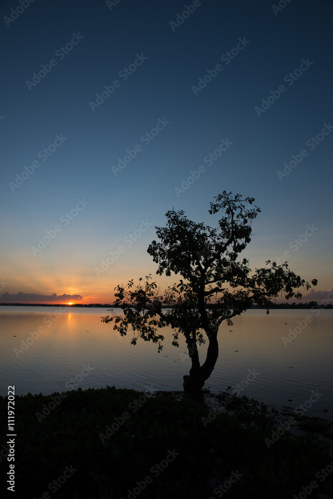Lonely tree against suset background