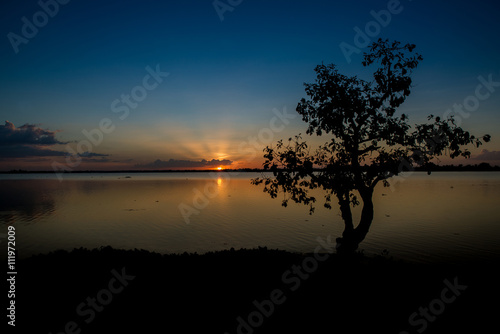 Silhouette of lonely tree against blue and golden background  sunset time