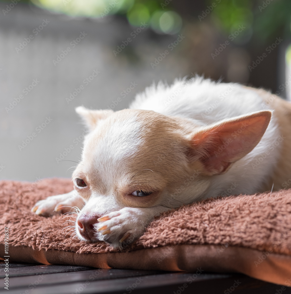 Sleepy cute chihuahua lay on mattress. Short hair chihuahua dog. Sleepy cute chihuahua lay on mattress. Short hair chihuahua dog.