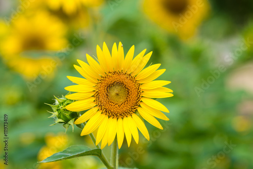 sunflowers © antpkr