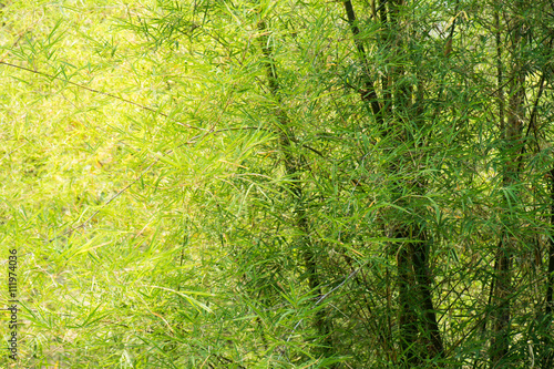 Bamboo leaves with sunlight background