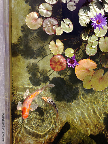 Koi Pond