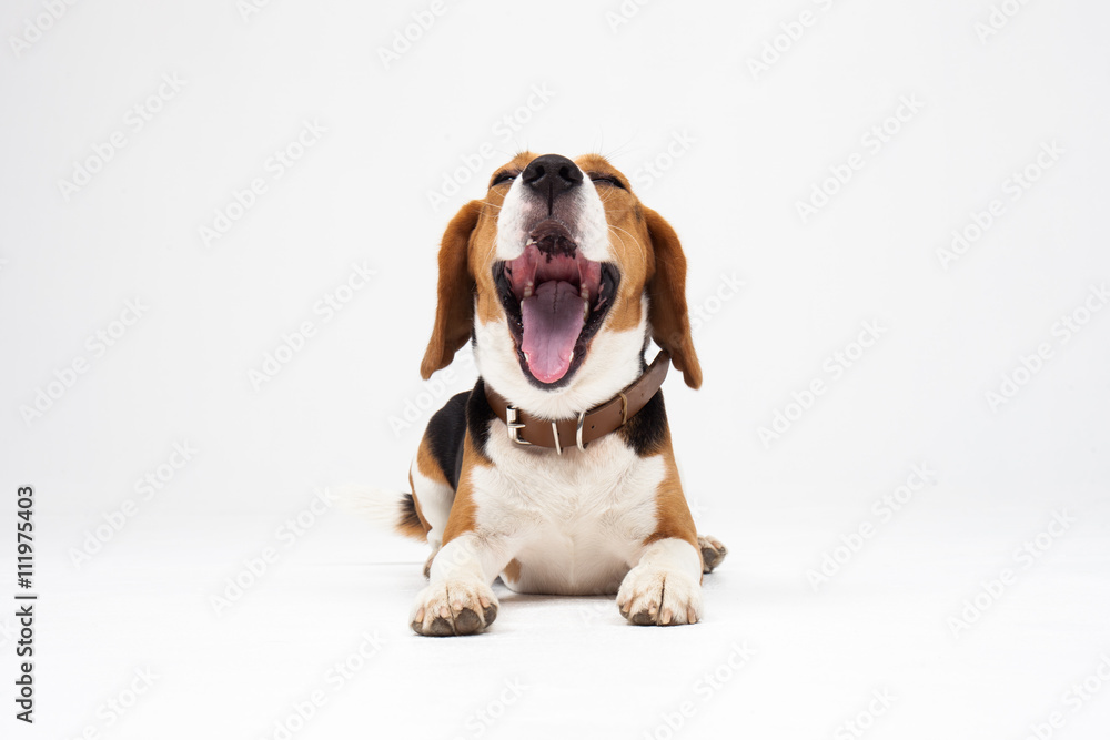 Beagle puppy, yawning in front of white background Beagle puppy, yawning in front of white background