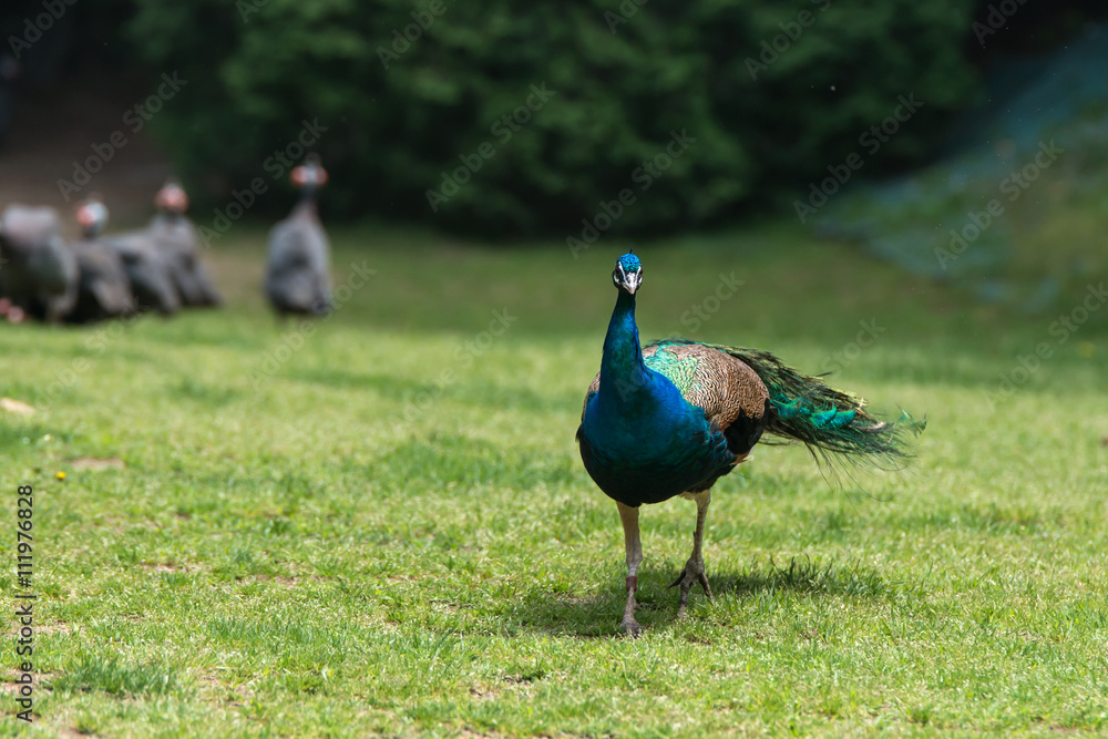 Fototapeta premium Peacock displays vivid blue color on green grass