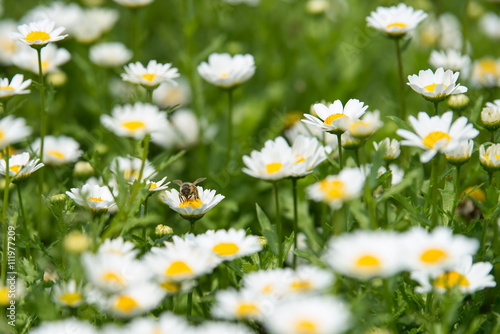daisy flowers in nature