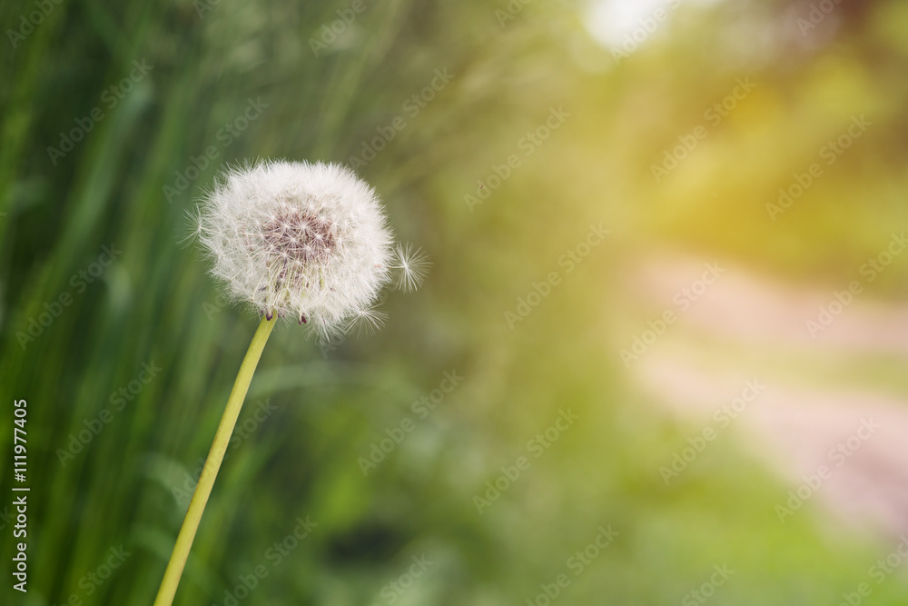 Dandelion on green background with copy space. Dandelion on green background with copy space.