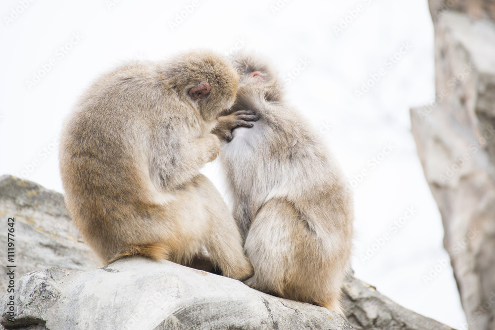 macaca fuscata or Japanese macaque at zoo