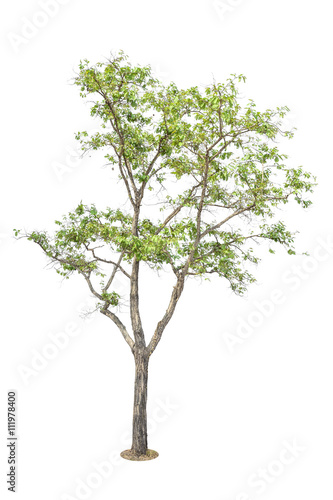 Tree  Isolated Tree on white background  Tree object element for