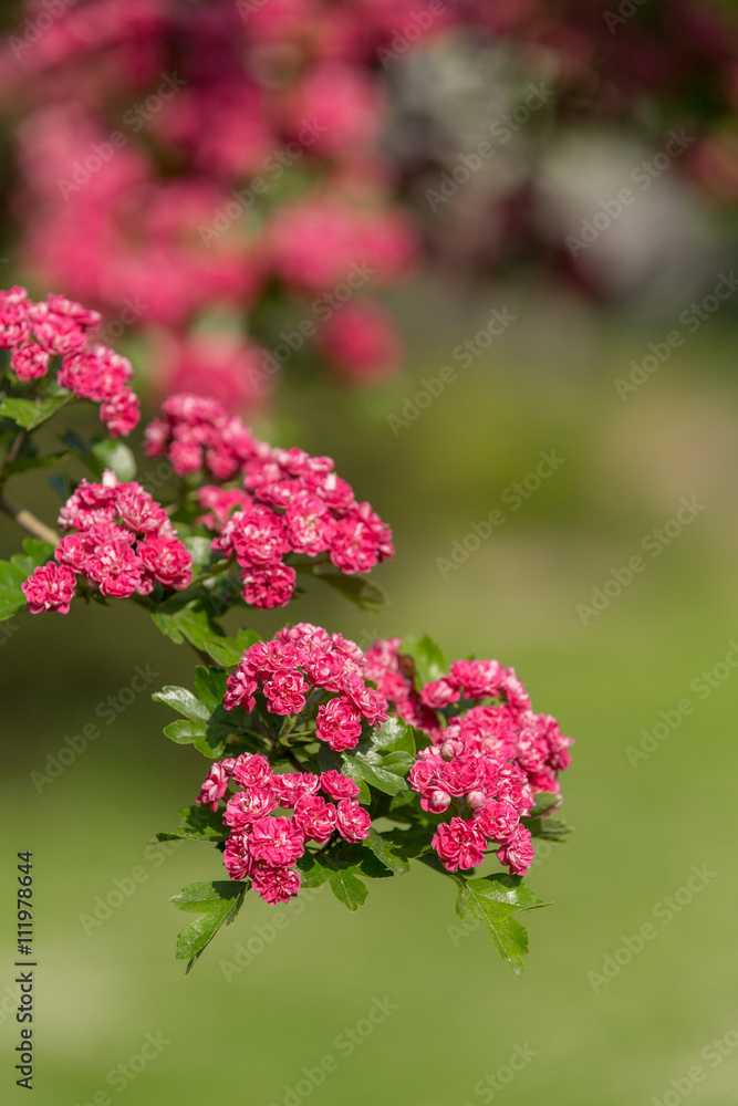 Flowers pink hawthorn. Tree pink hawthorn Flowers pink hawthorn. Tree pink hawthorn