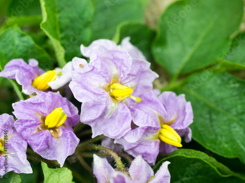 violet flowers beautiful potatoes,