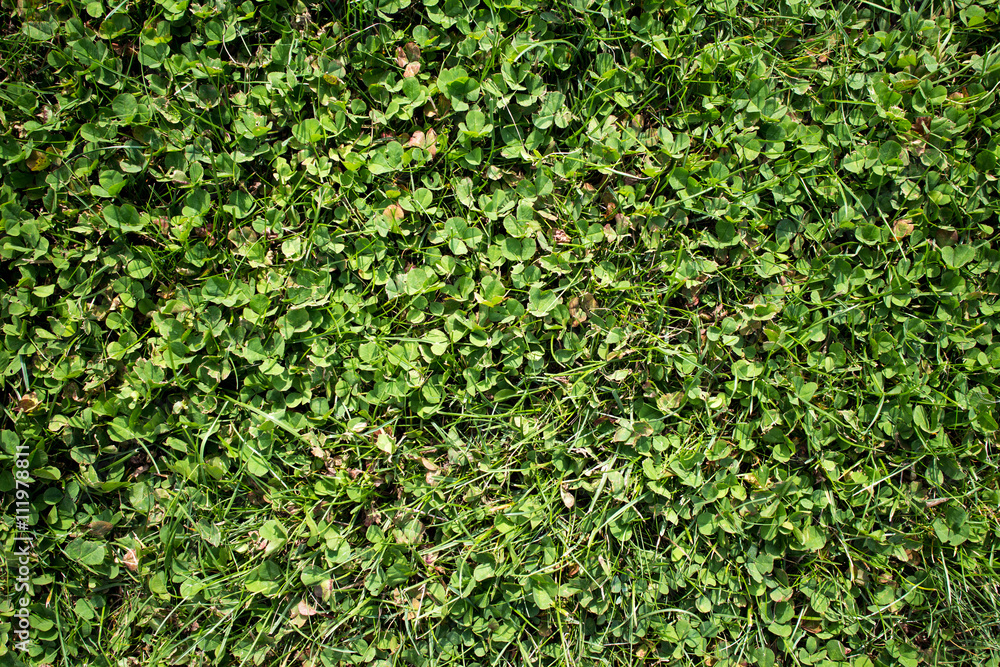 Obraz premium Green grass background