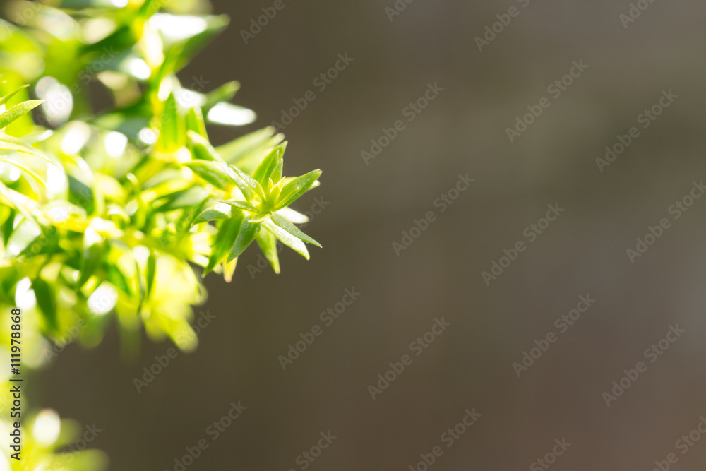 Abstract green young leaves background with copy space