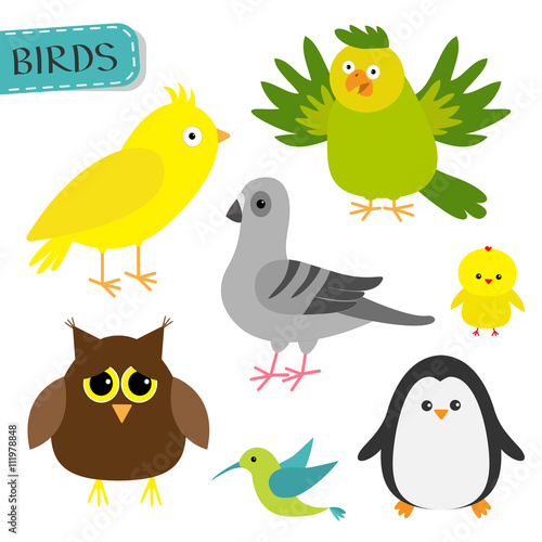 Bird set. Colibri, canary, parrot, dove, pigeon, owl, chicken, penguin. Cute cartoon characters icon. Baby animal zoo collection. Isolated. White background. Flat design.