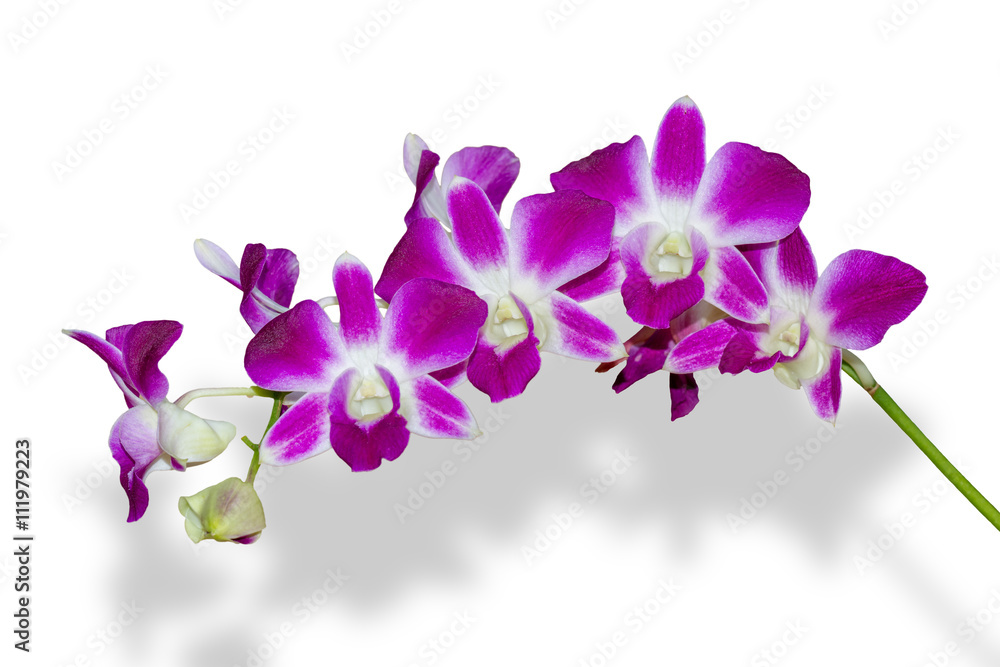 Orchid flower isolated, Clipping path Orchid flower isolated, Clipping path