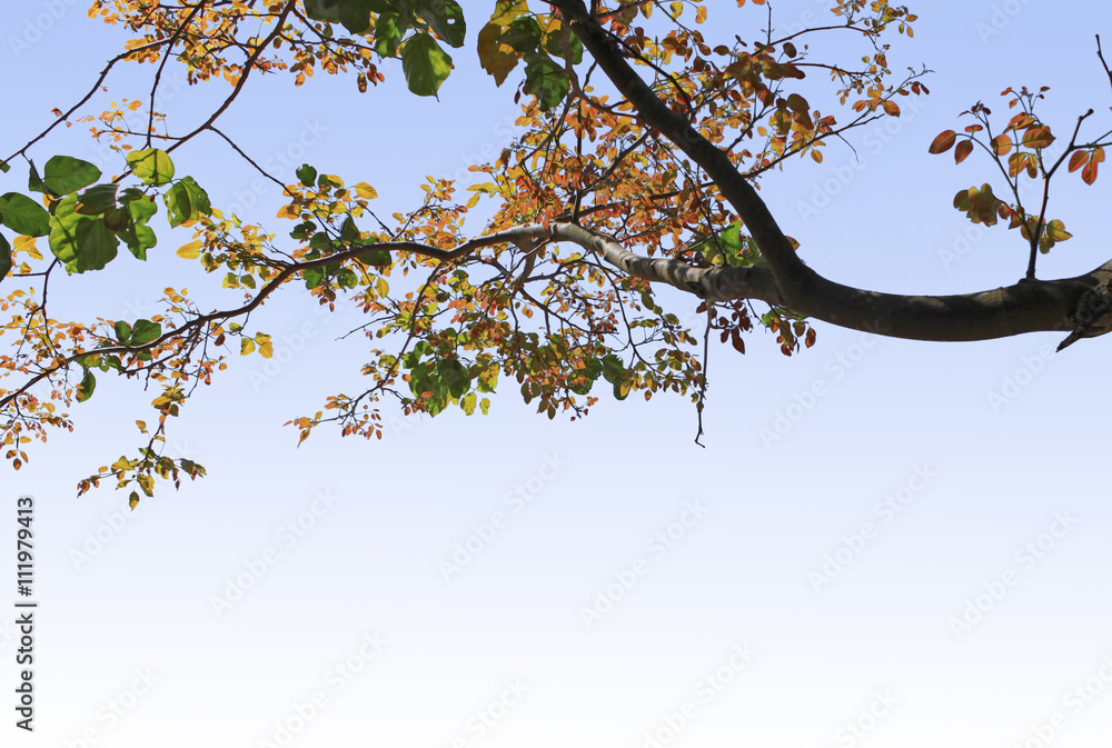 Fototapeta premium green leaf isolated on background