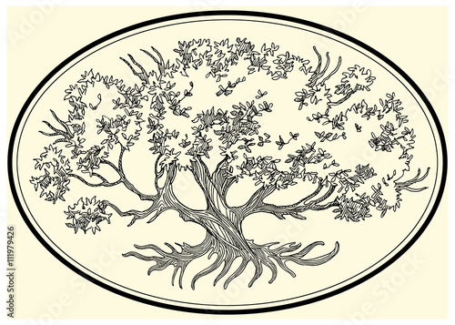 Tree. Oak, beech, forest tree.