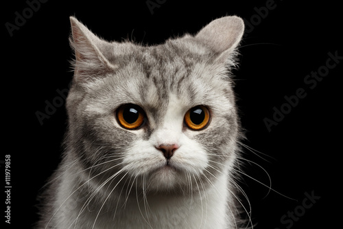 Closeup Portrait of Gray Scottish Straight Cat Looks Pained Isolated on Black Background