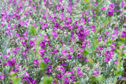 Plant flower pink background