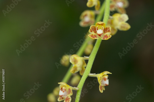 Beautiful wild flower orchid,Chiloschista