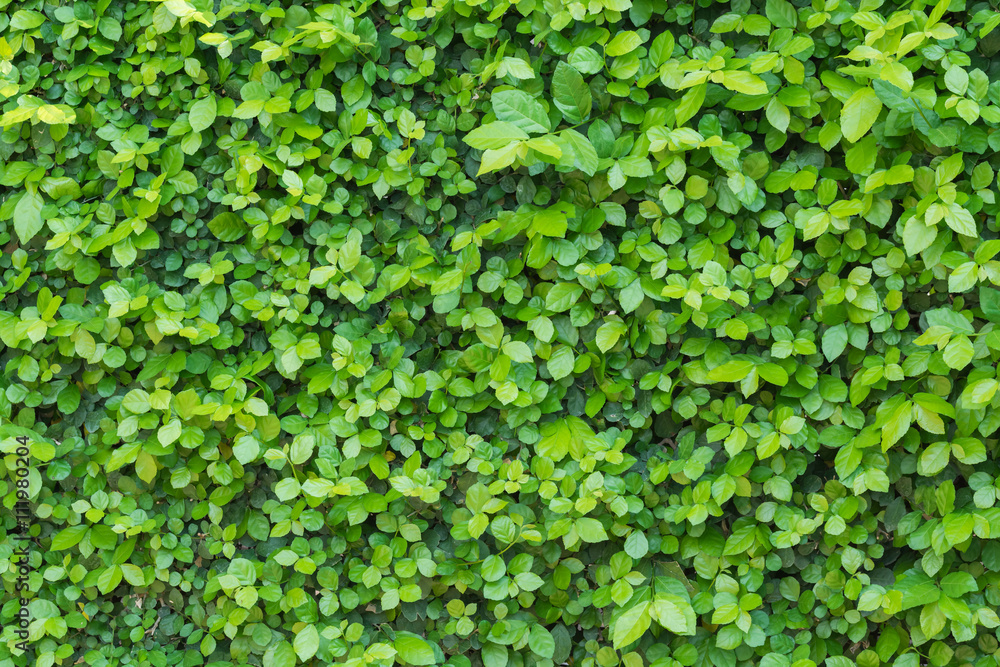 Tree Branch, Tree leaves on wall background Tree Branch, Tree leaves on wall background