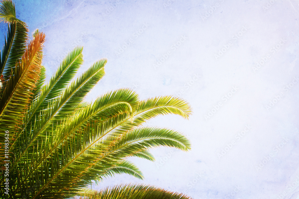 palm tree on blue palm tree on blue