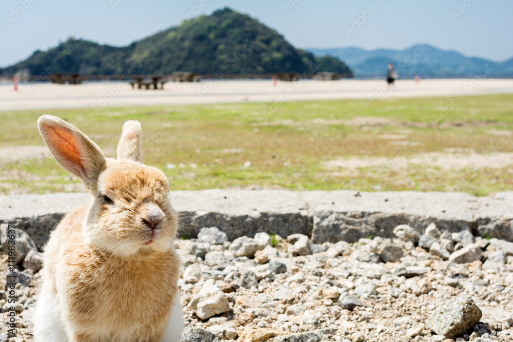 Obraz premium 座っている大久野島のウサギ