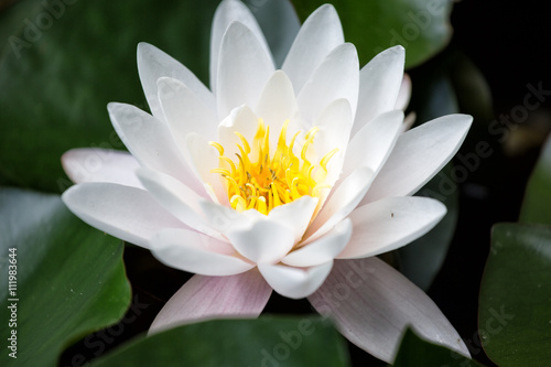Beautiful white water lily close up