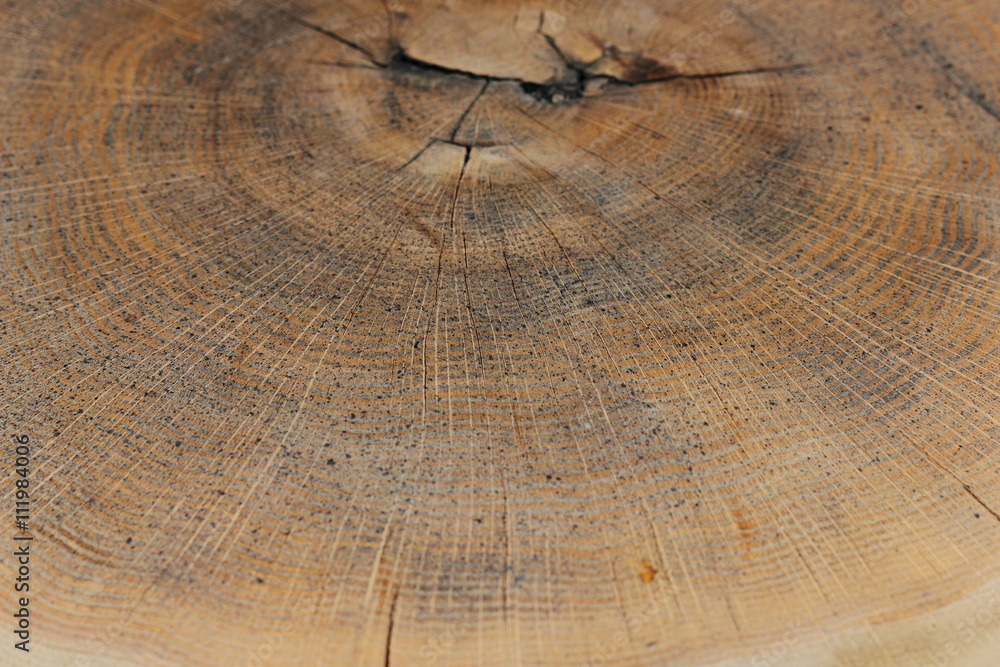 Naklejka premium the texture of natural wood, end cut with annual rings