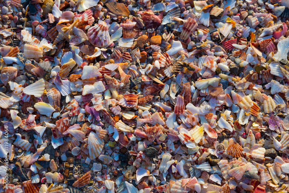Shells fragments on the beach