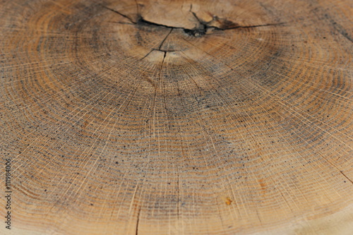 the texture of natural wood, end cut with annual rings