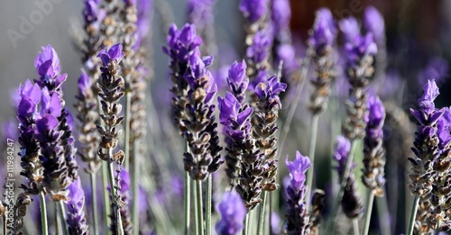 Close up of purple lavender in sunshine 