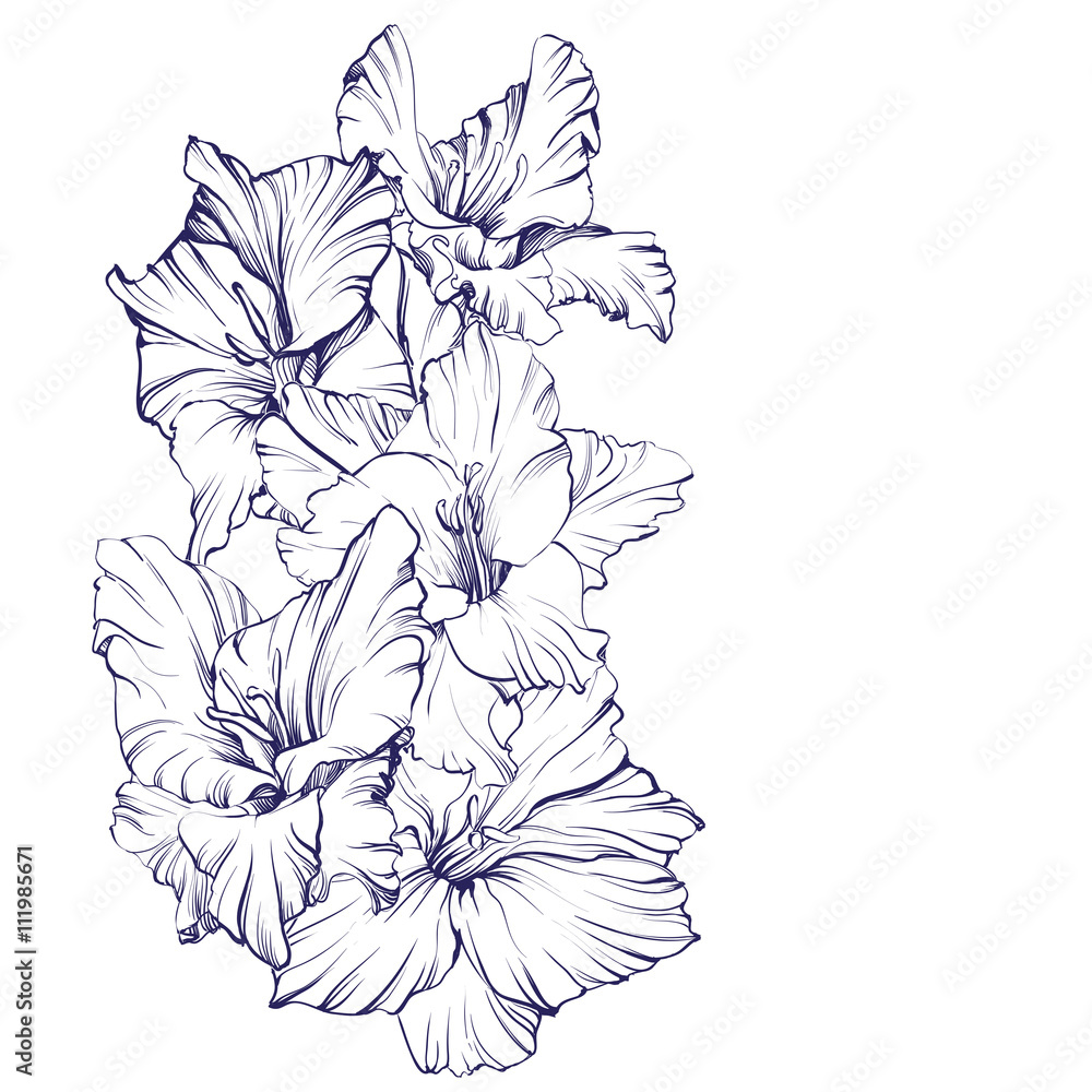 floral blooming gladiolus hand drawn vector illustration sketch - obrazy, fototapety, plakaty 