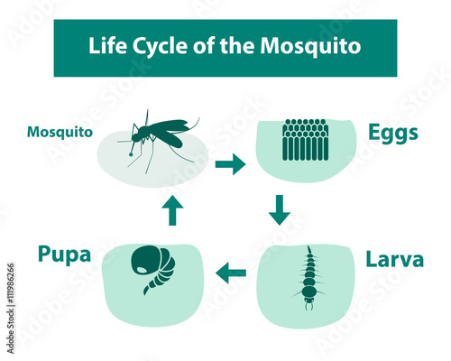 Life Cycle of the Mosquito in monochrome style