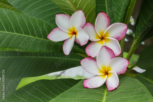 Beautiful sweet white pink and yellow flower plumeria bunch on tree with green leaf Beautiful sweet white pink and yellow flower plumeria bunch on tree with green leaf