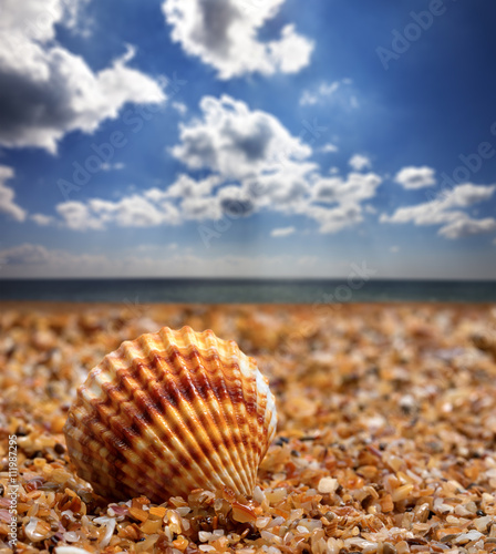 Seashell on sand