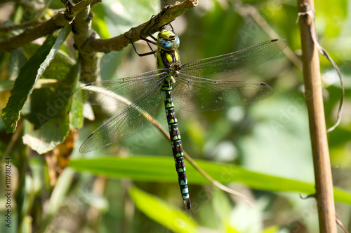 Southern Hawker on plant in morning sunshine. photo