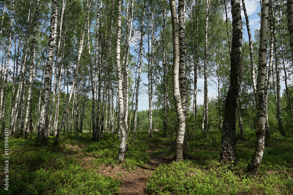 forest forest