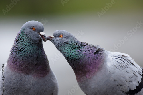 kiss - City Pigeons, Pigeon