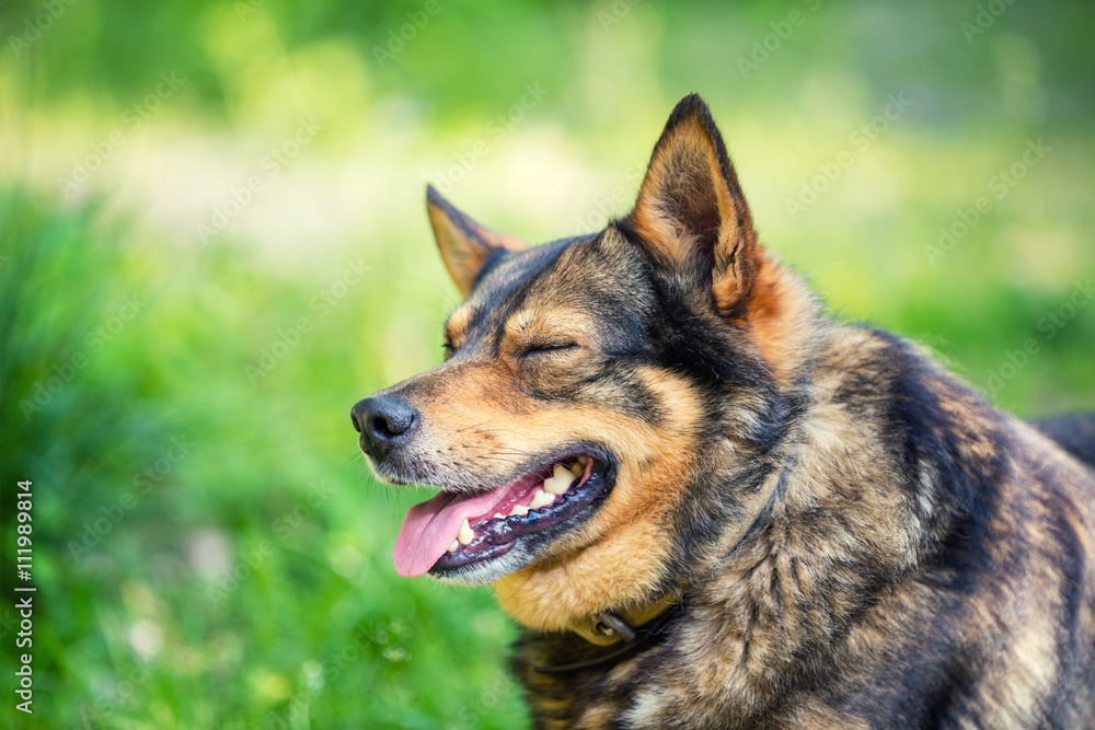 Fototapeta premium Portrait of thoroughbred dog outdoors