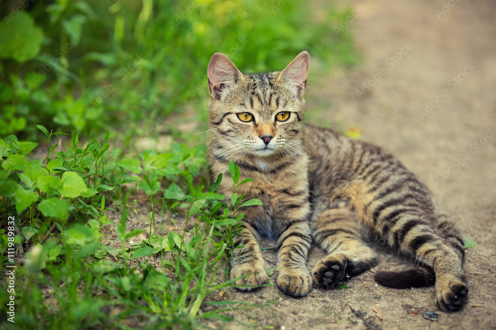 Striped kitten lying on the path in the garden