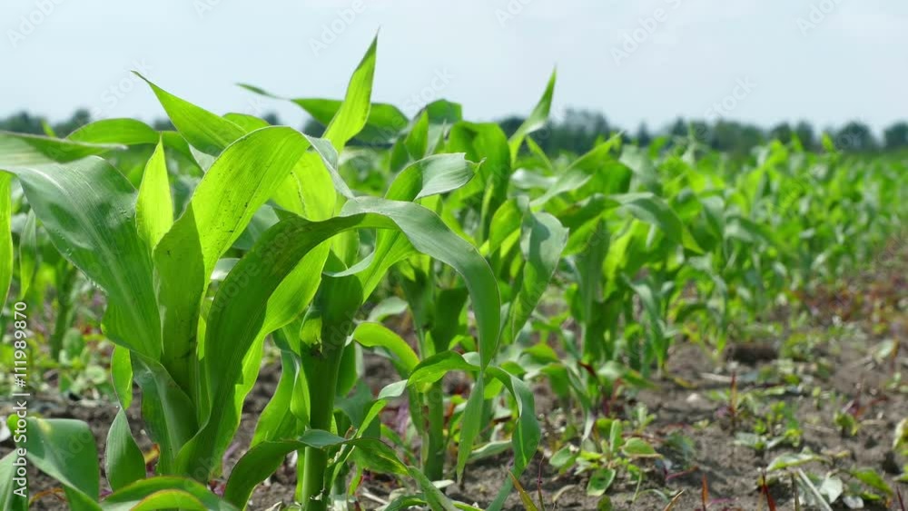 Green Corn Field Green Corn Field