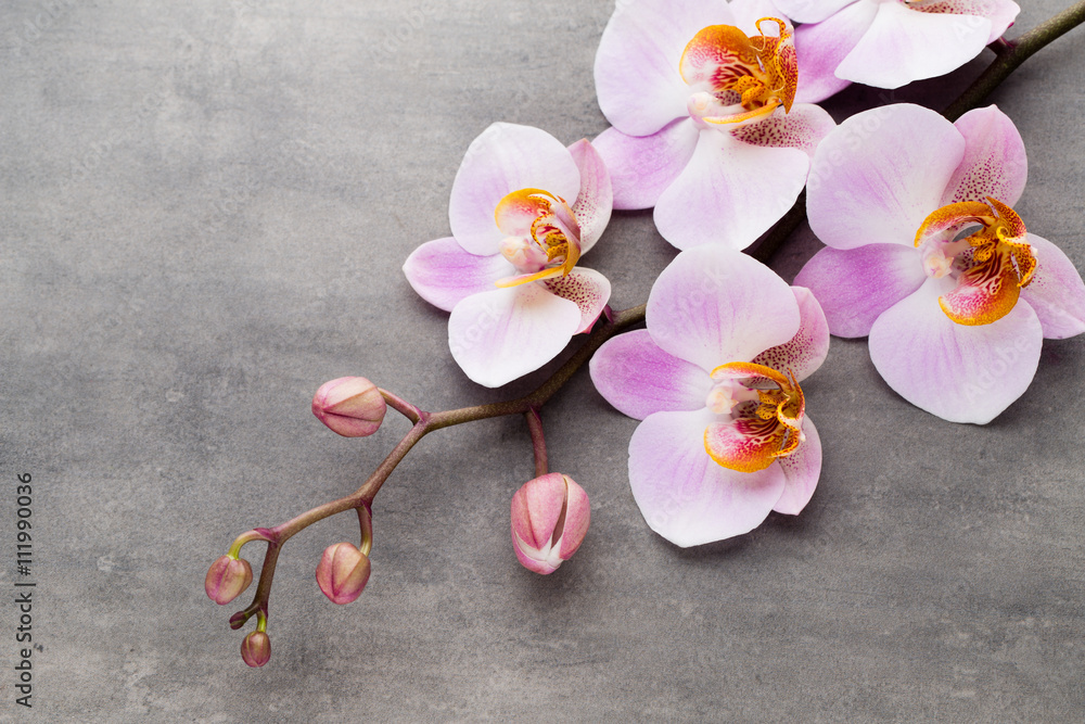 Spa orchid theme objects on grey background. - obrazy, fototapety, plakaty 