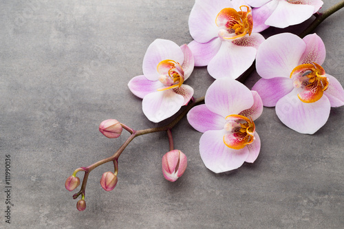 Fototapeta Naklejka Na Ścianę i Meble -  Spa orchid theme objects on grey background.