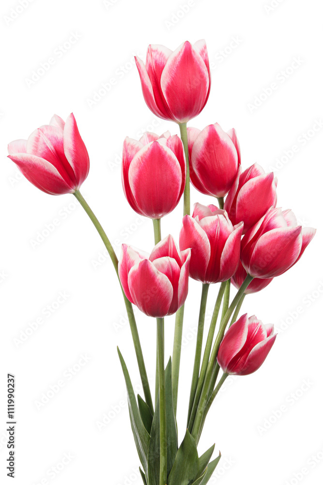 Fototapeta premium Flowers